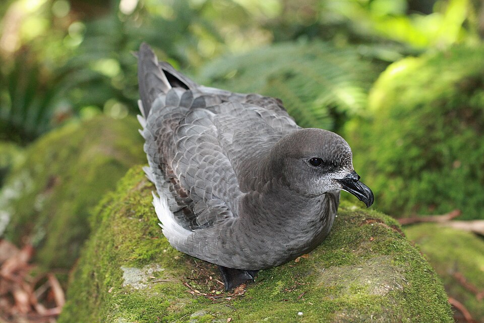 Providence Petrel