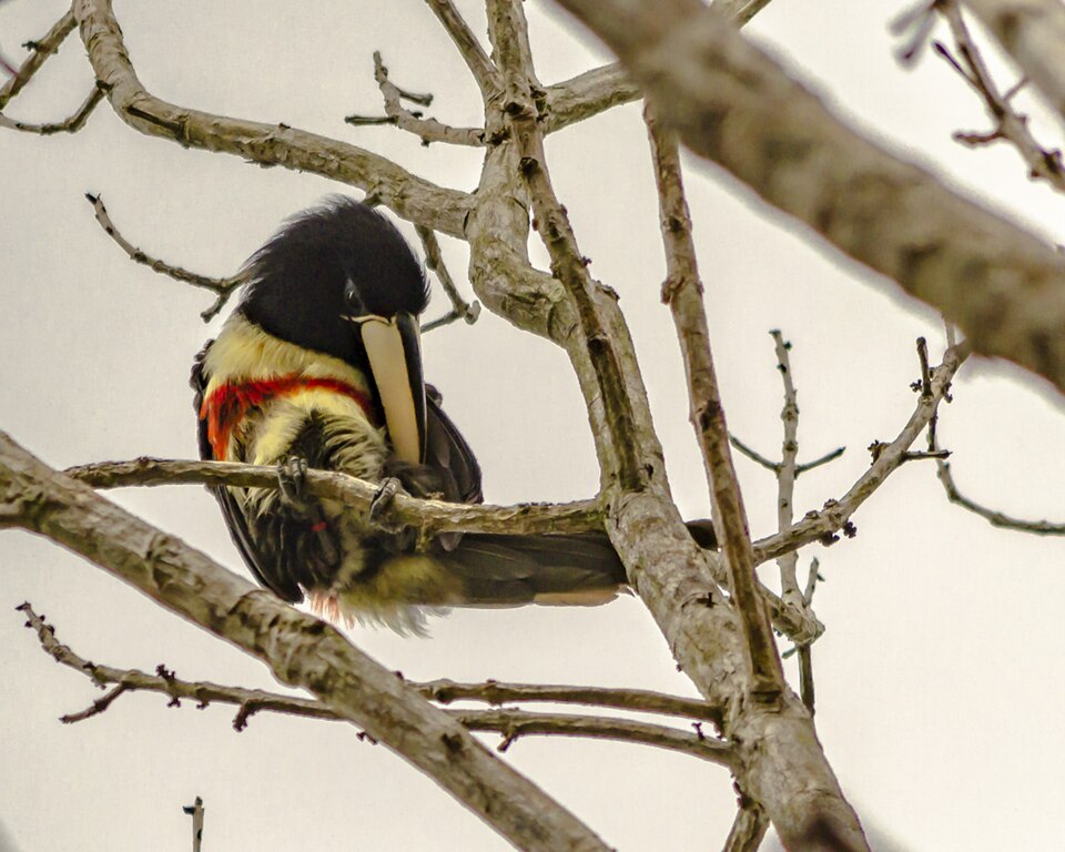 Black-necked Aracari