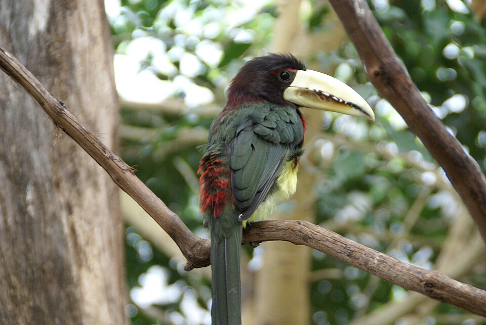 Ivory-billed Aracari