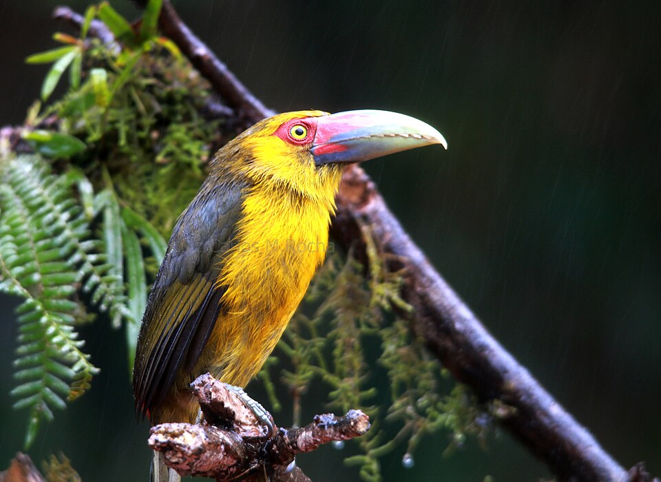 Saffron Toucanet