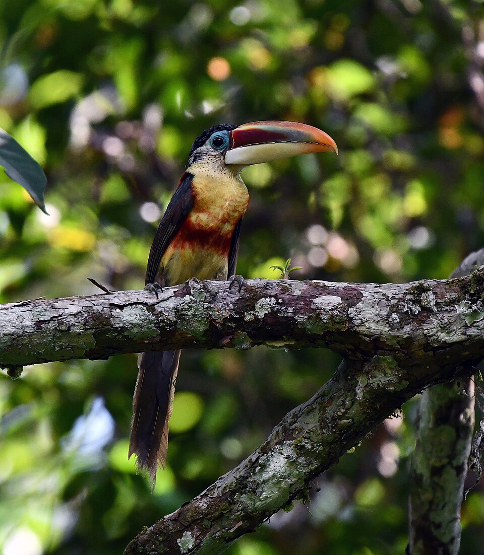 Curl-crested Aracari