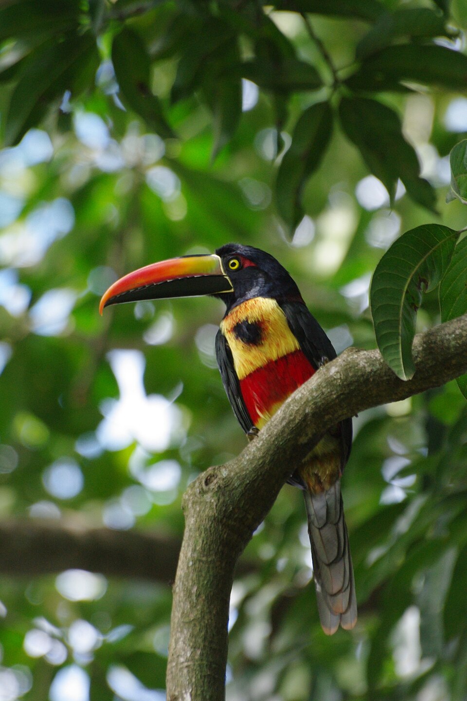 Fiery-billed Aracari