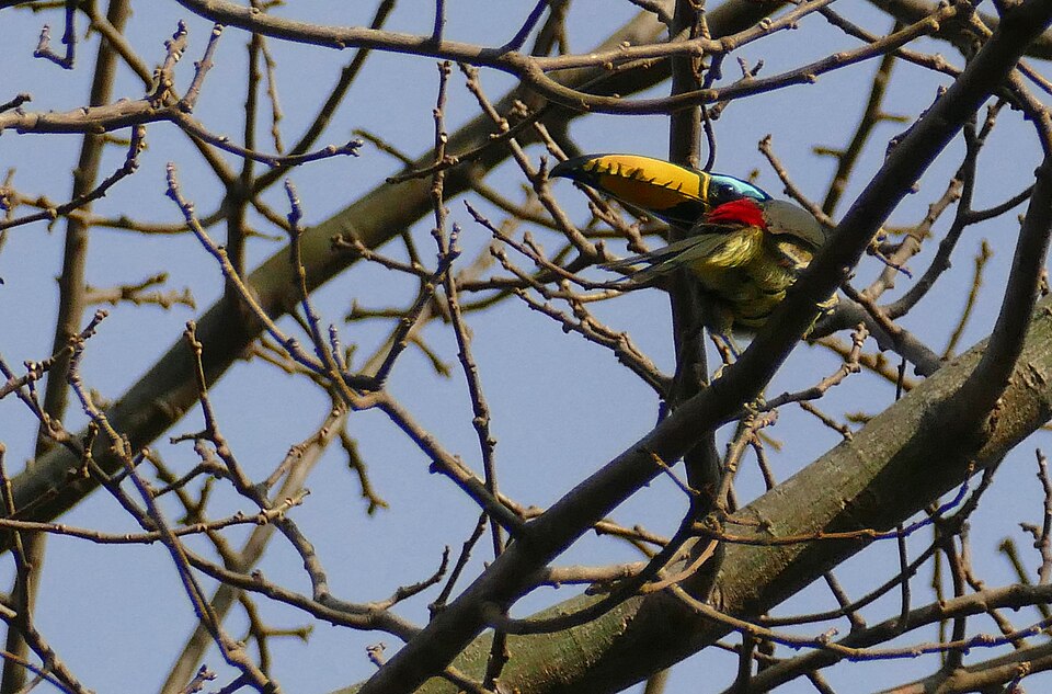 Lettered Aracari