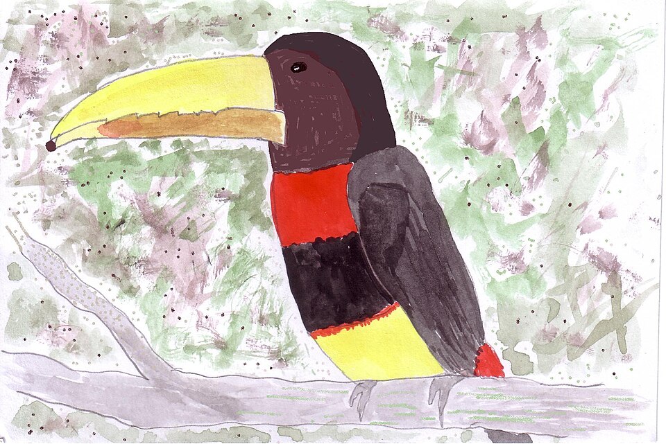 Brown-mandibled Aracari