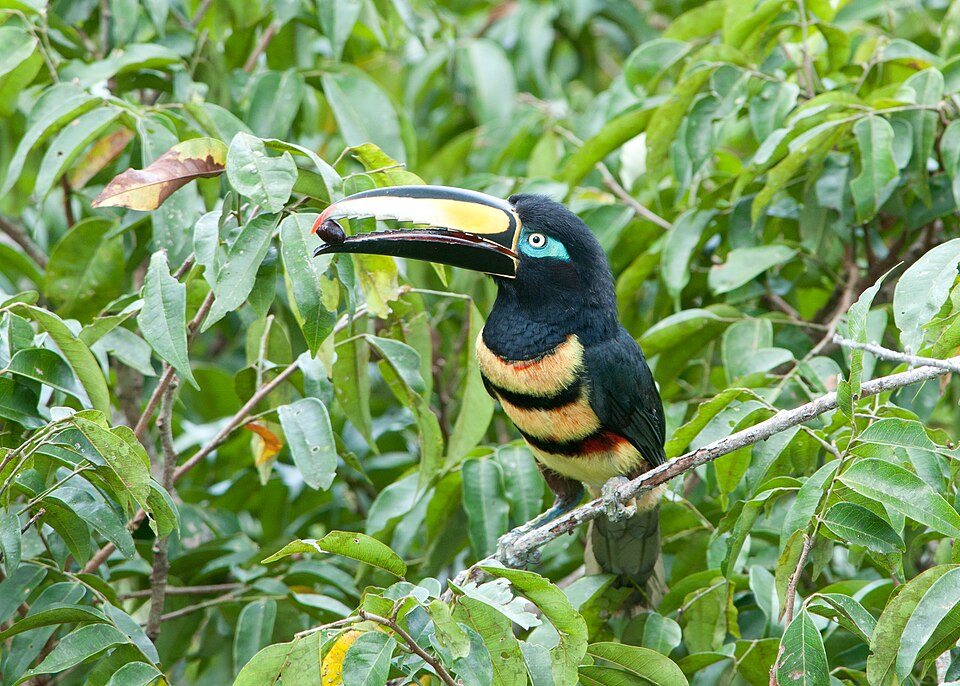 Many-banded Aracari