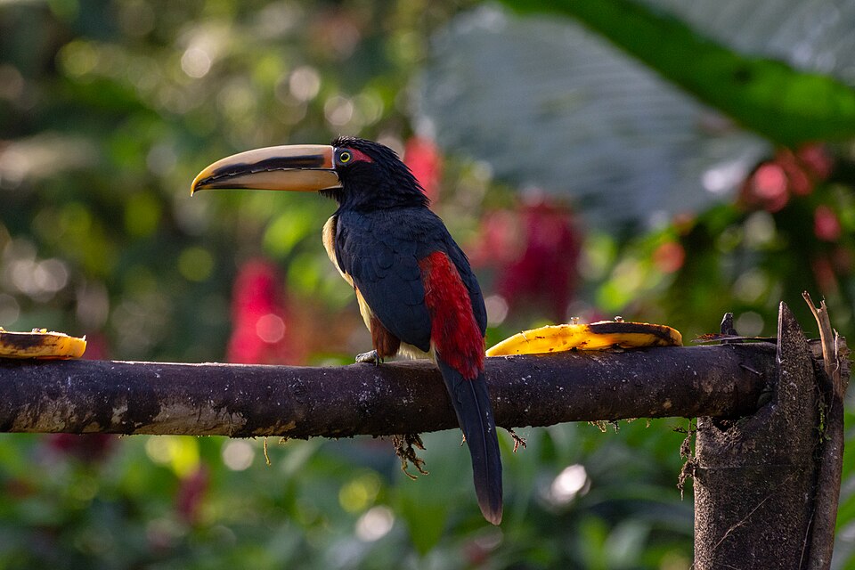 Stripe-billed Aracari