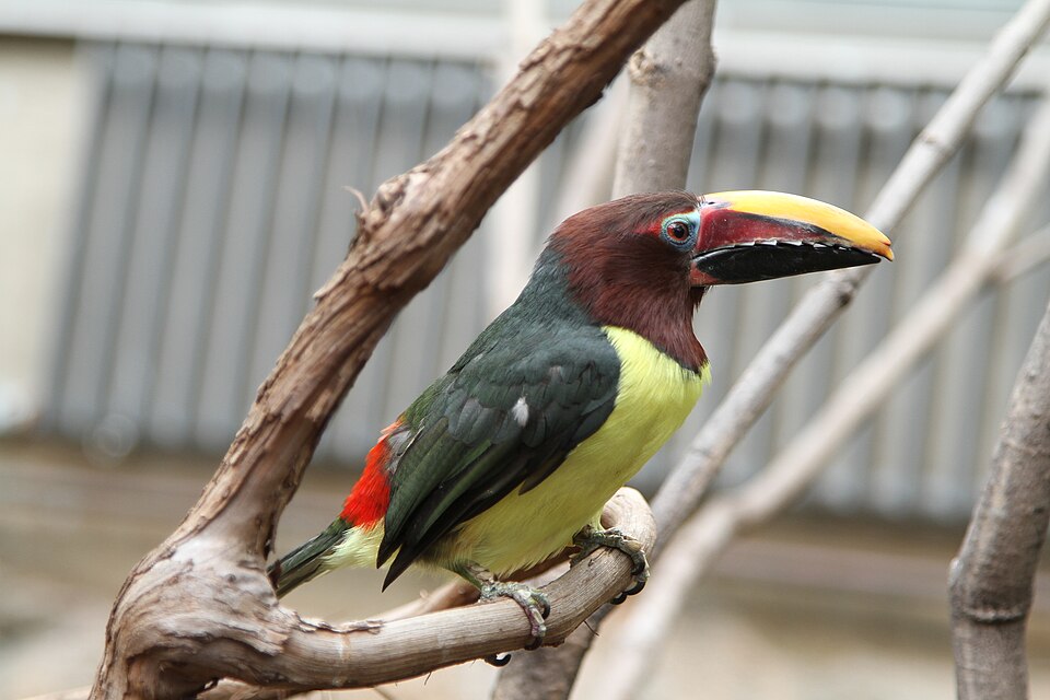 Green Aracari