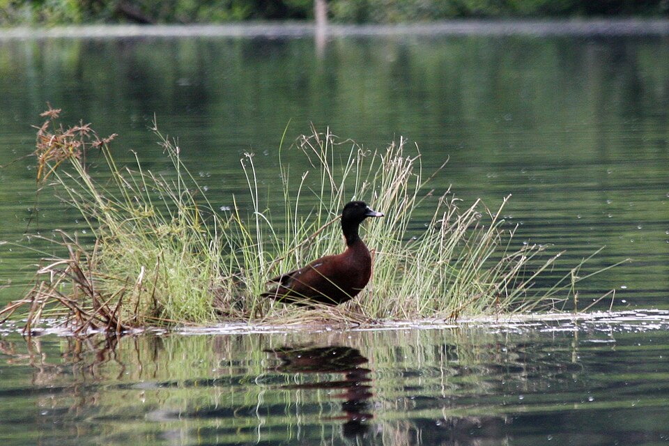 Hartlaub's Duck
