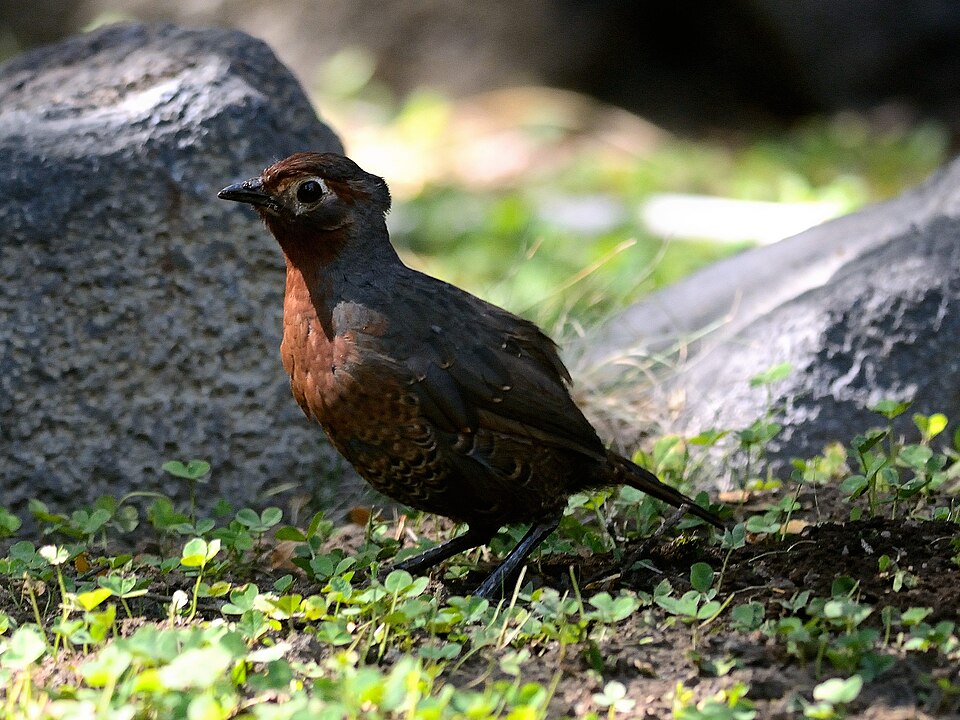 Chestnut-throated Huet-huet