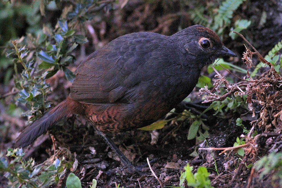 Black-throated Huet-huet
