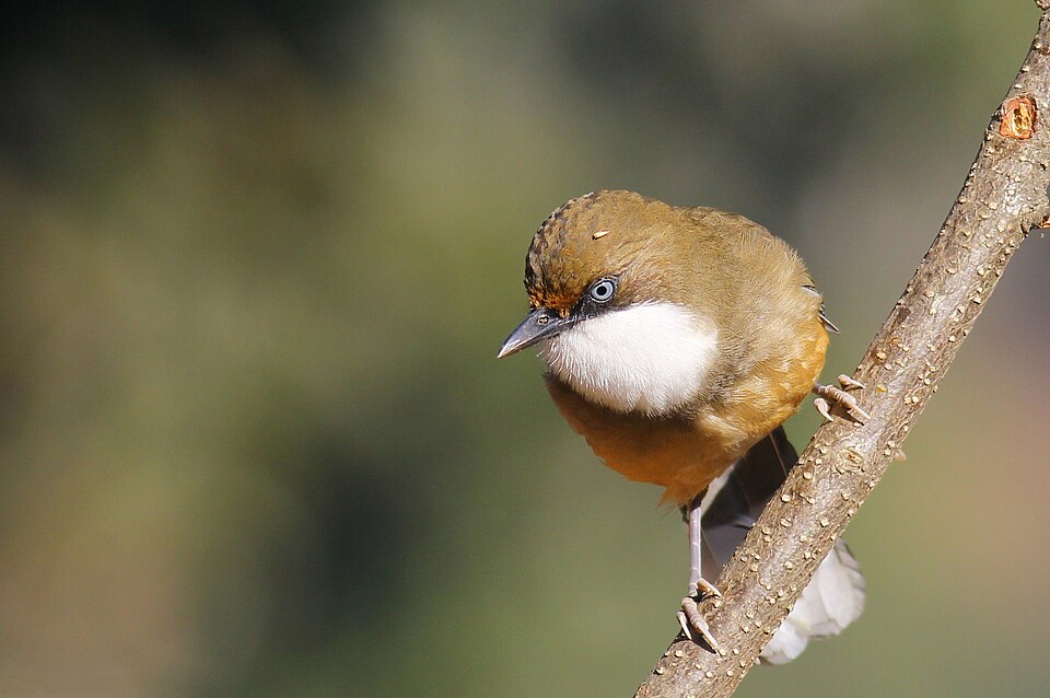 White-throated Laughingthrush