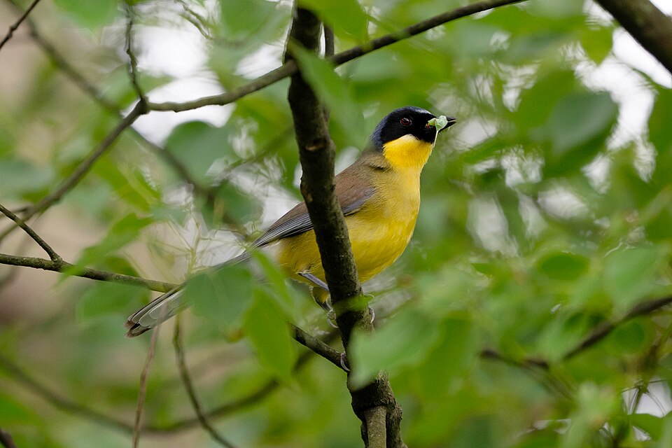 Blue-crowned Laughingthrush