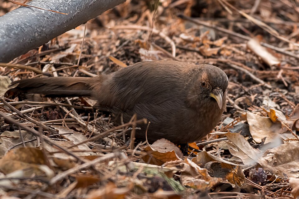 Plain Laughingthrush