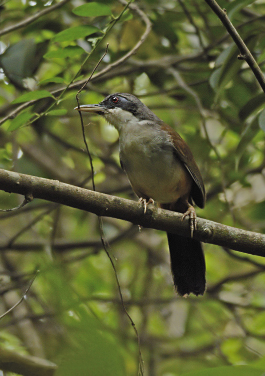 Wayanad Laughingthrush