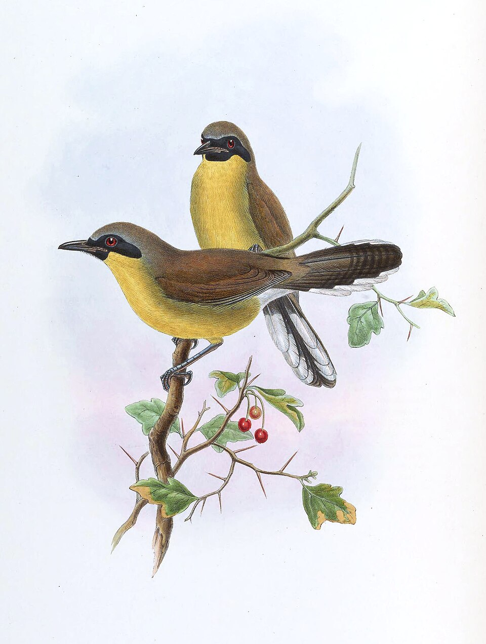 Yellow-throated Laughingthrush