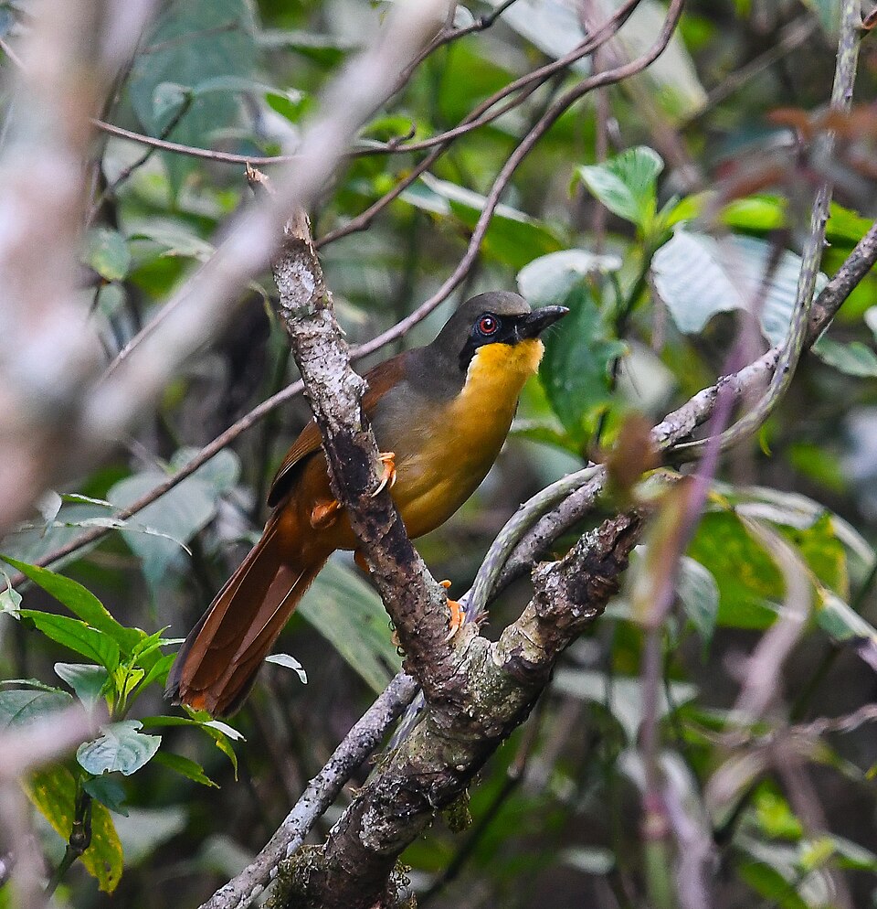 Rufous-vented Laughingthrush