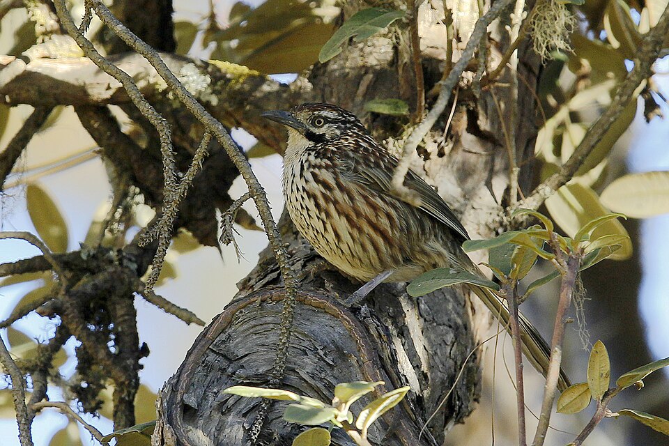 Chinese Babax