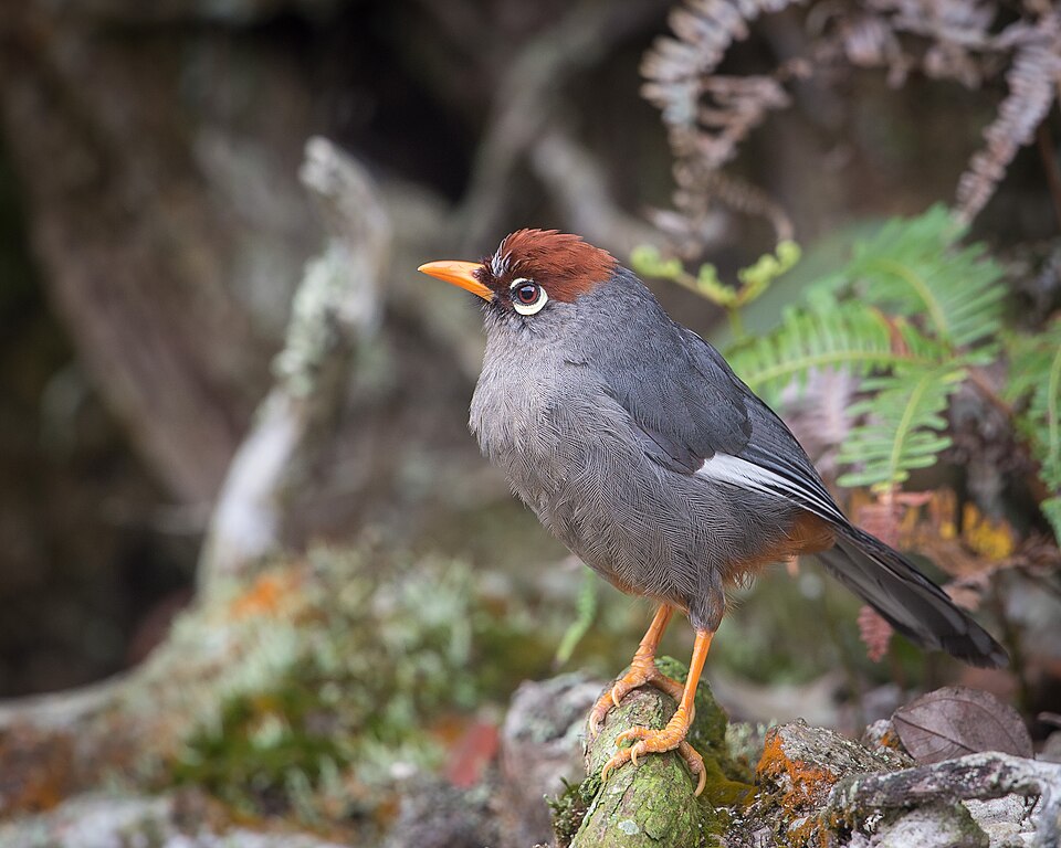 Chestnut-capped Laughingthrush