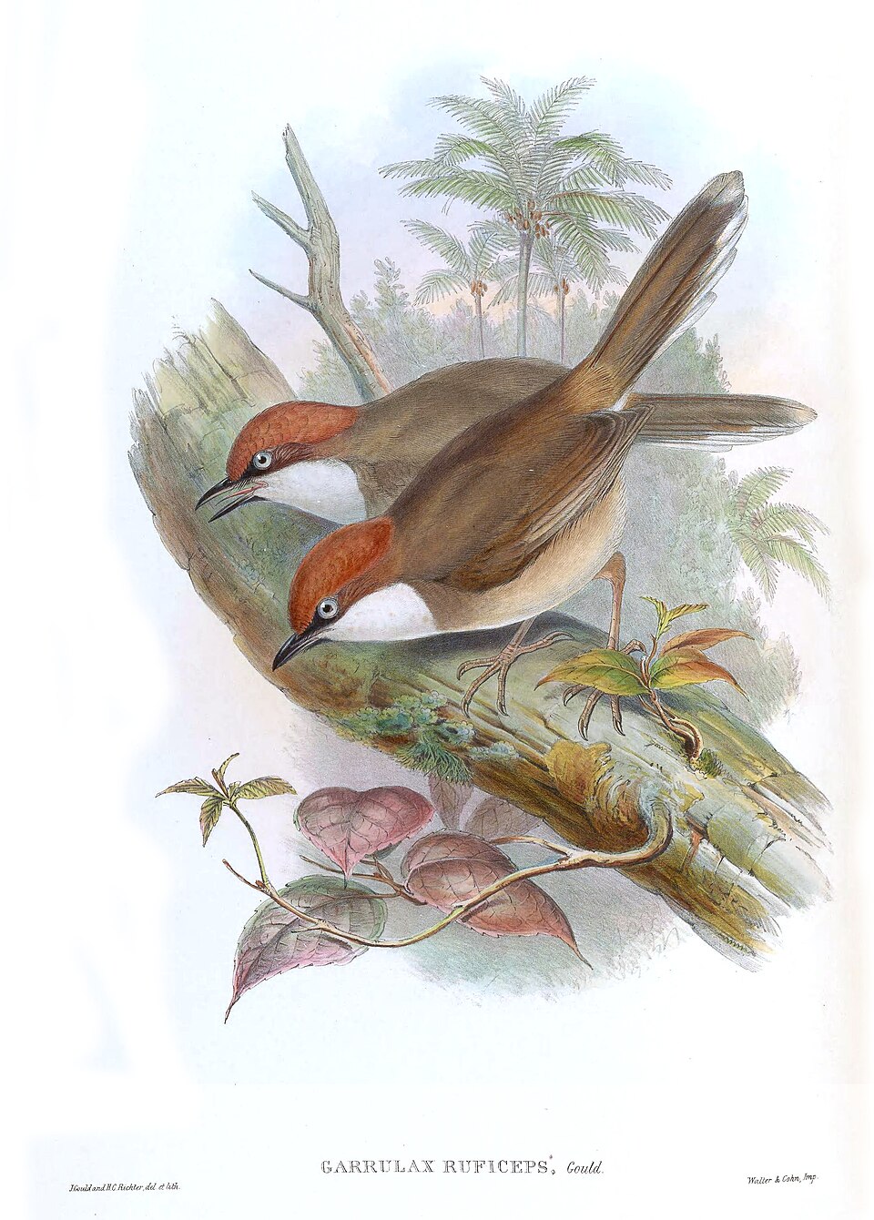 Rufous-crowned Laughingthrush