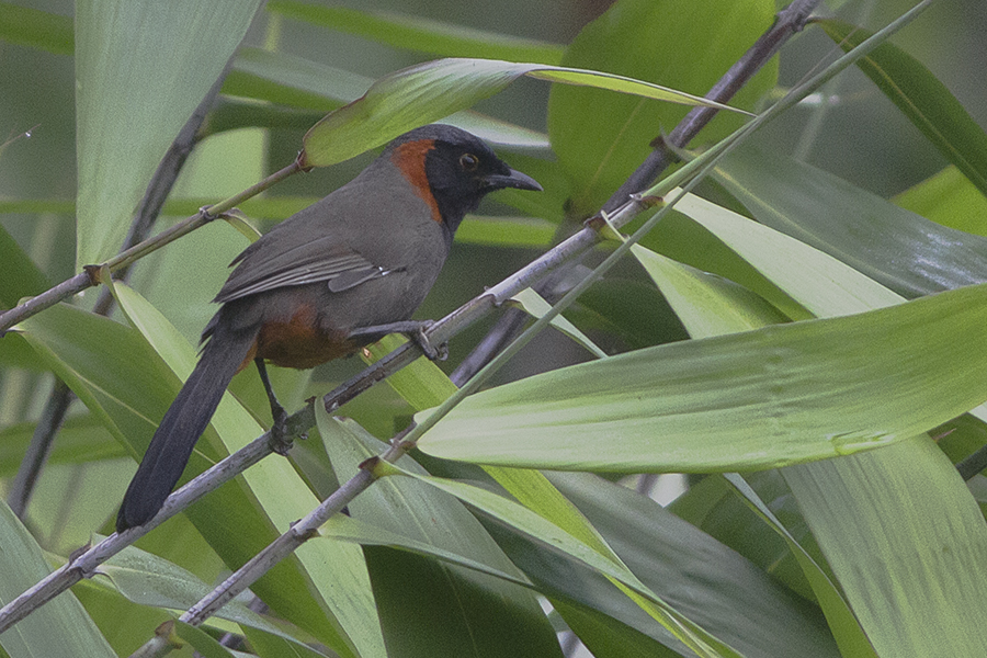 Rufous-necked Laughingthrush