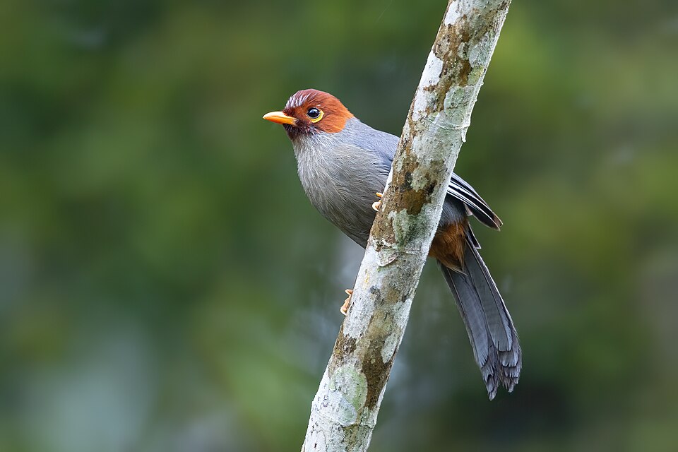 Chestnut-hooded Laughingthrush
