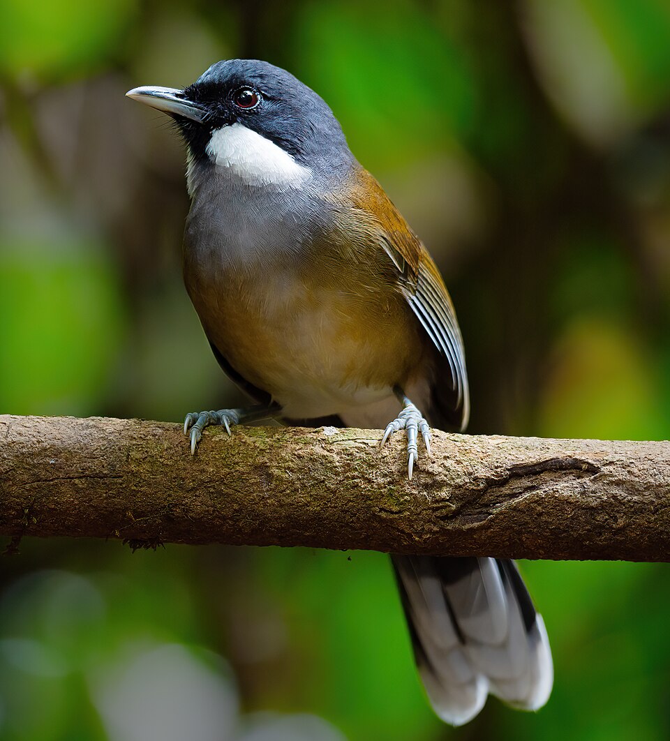 White-cheeked Laughingthrush