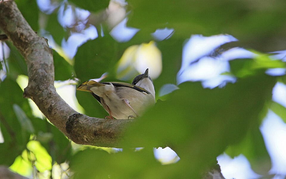 Dalat Shrike-babbler