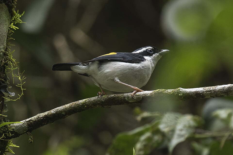 Pied Shrike-babbler