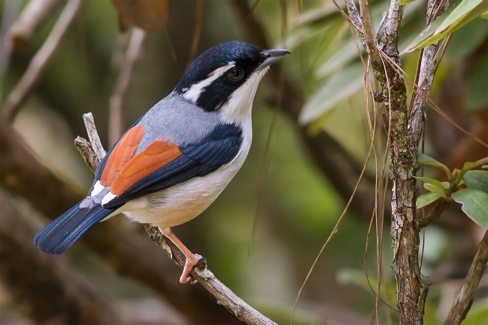 Himalayan Shrike-babbler