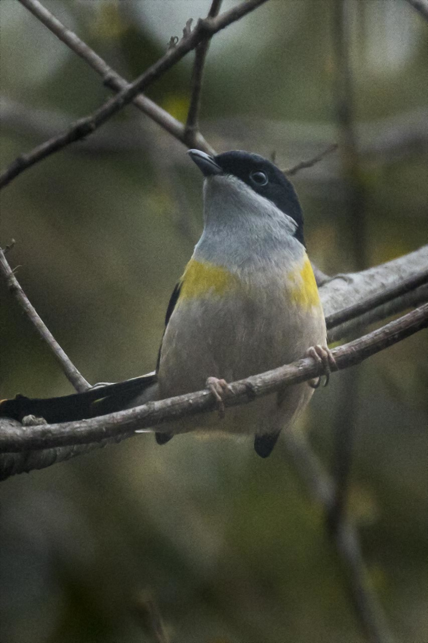 Black-headed Shrike-babbler