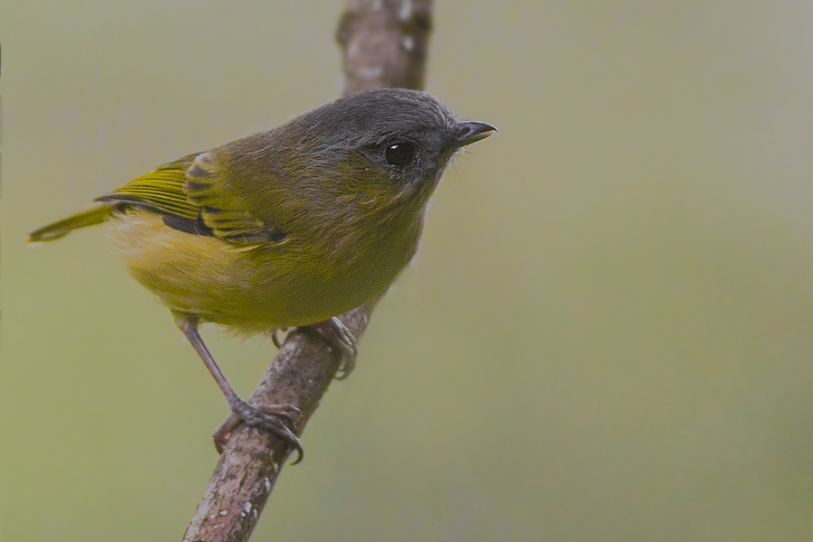 Green Shrike-babbler