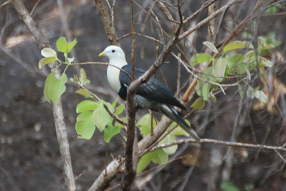 Black-banded Fruit Dove