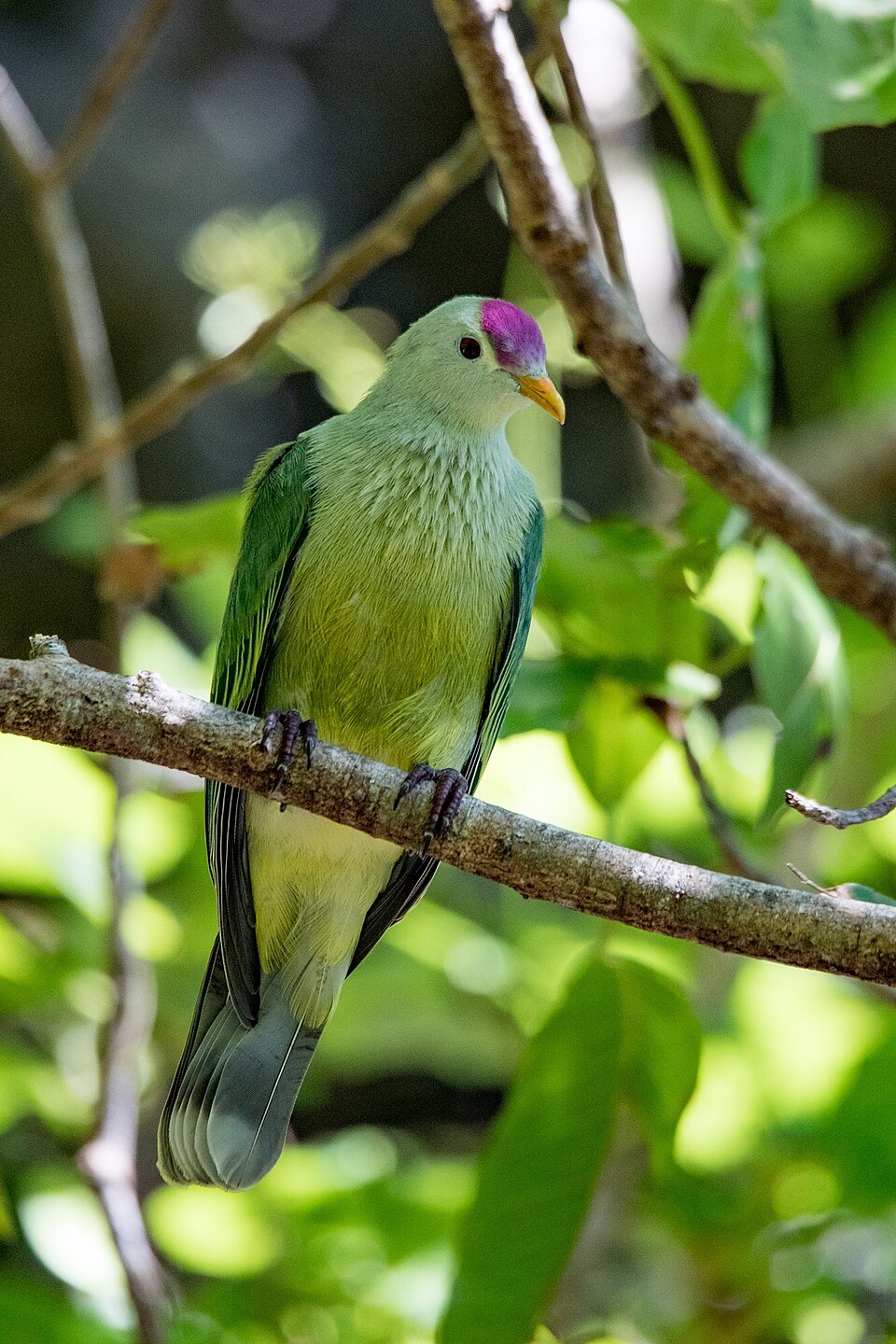 Makatea Fruit Dove