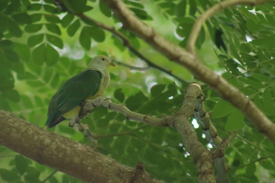 Raiatea Fruit Dove