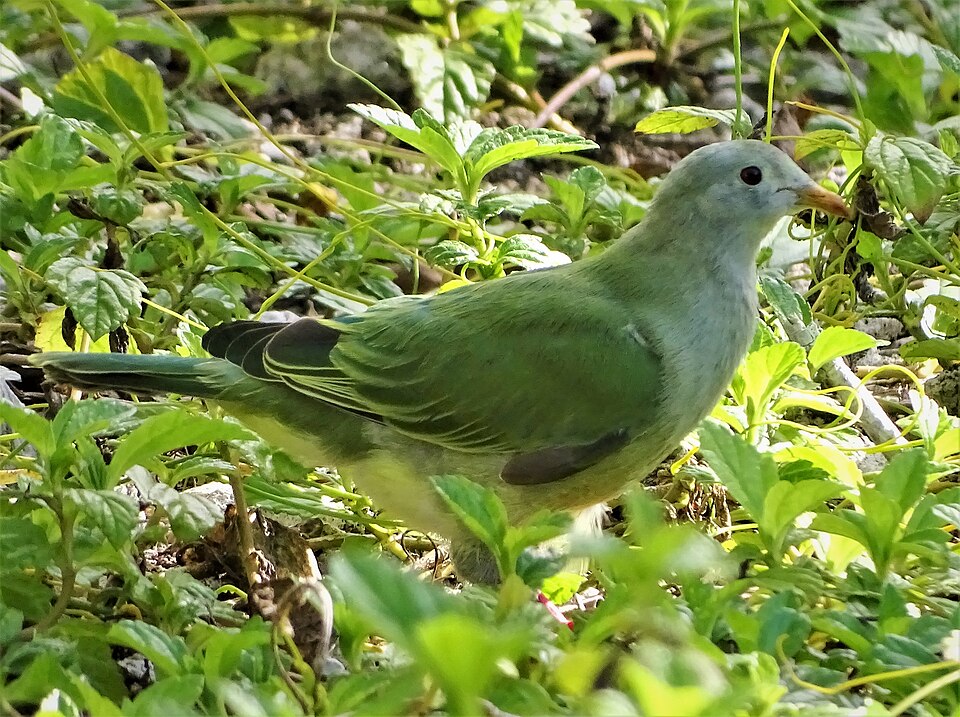 Atoll Fruit Dove