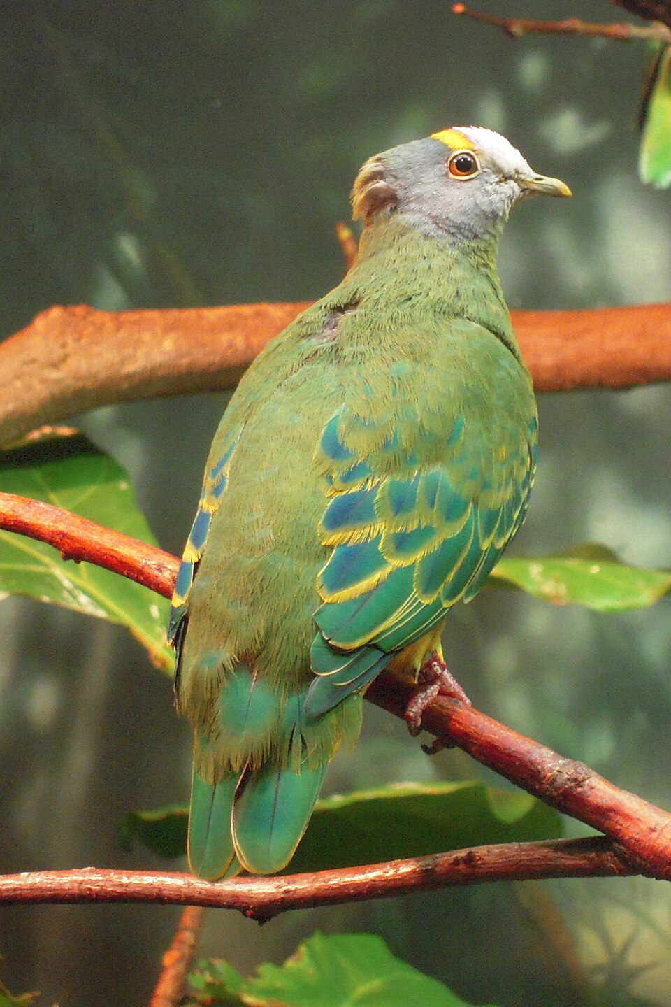 Coroneted Fruit Dove