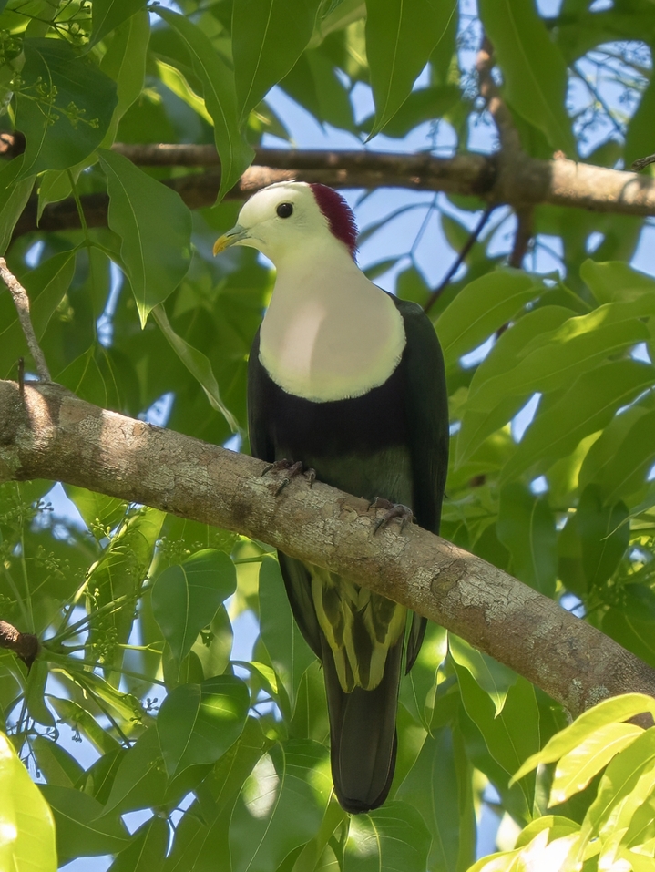 Red-naped Fruit Dove