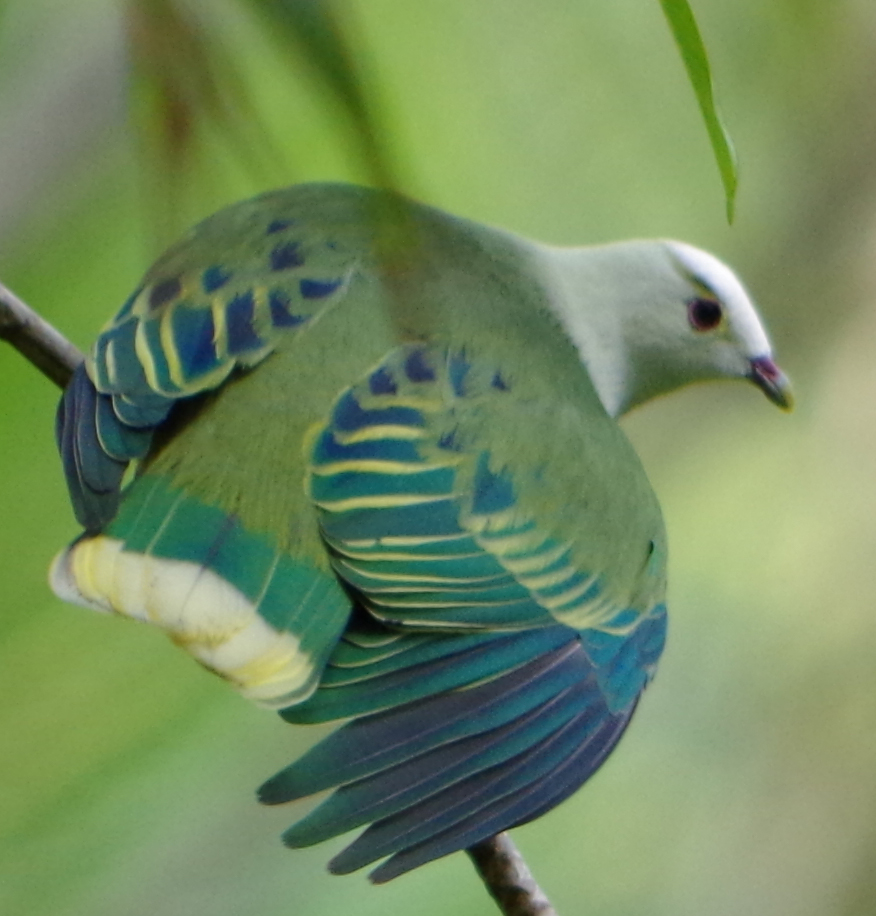 White-capped Fruit Dove