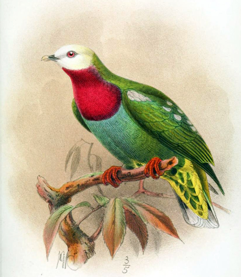 White-headed Fruit Dove