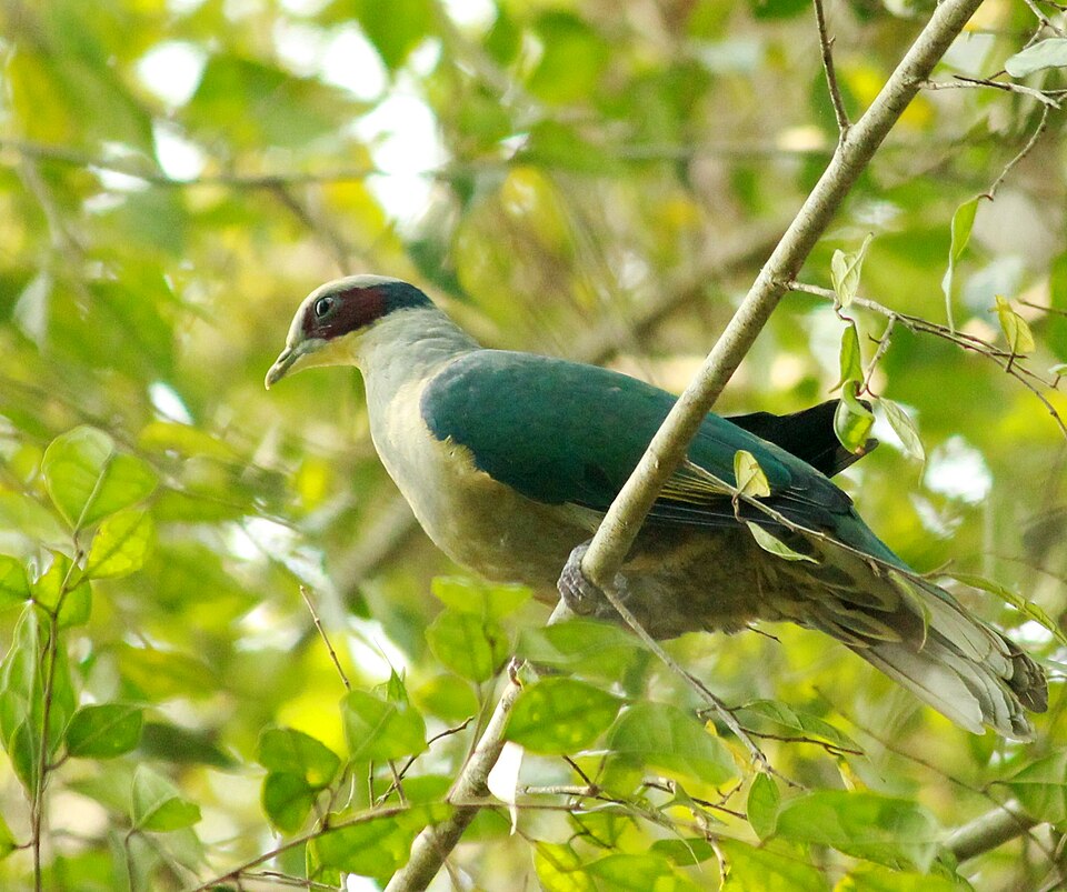Red-eared Fruit Dove