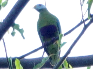 Carunculated Fruit Dove