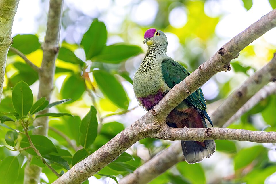 Red-bellied Fruit Dove