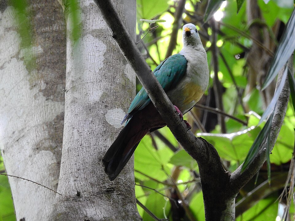 Oberholser's Fruit Dove