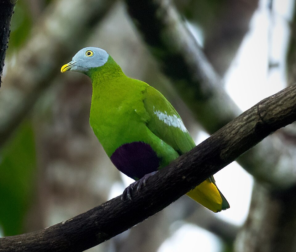 Grey-headed Fruit Dove