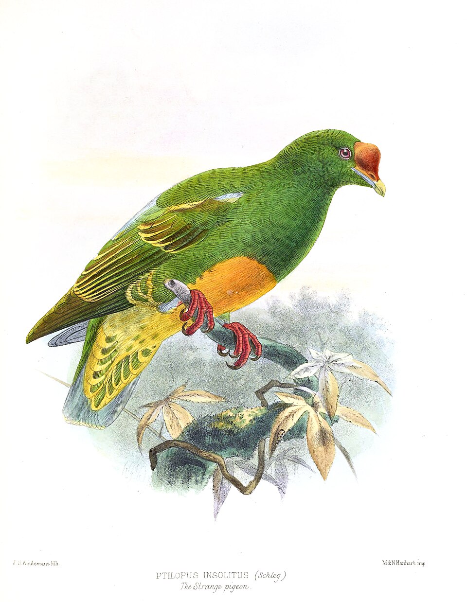 Knob-billed Fruit Dove