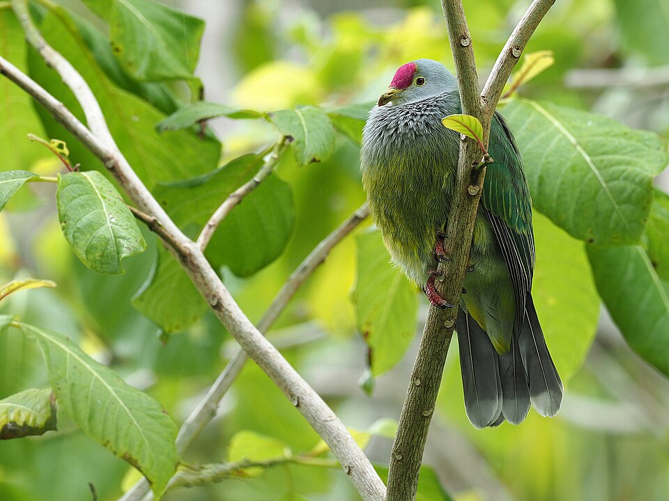 Henderson Fruit Dove