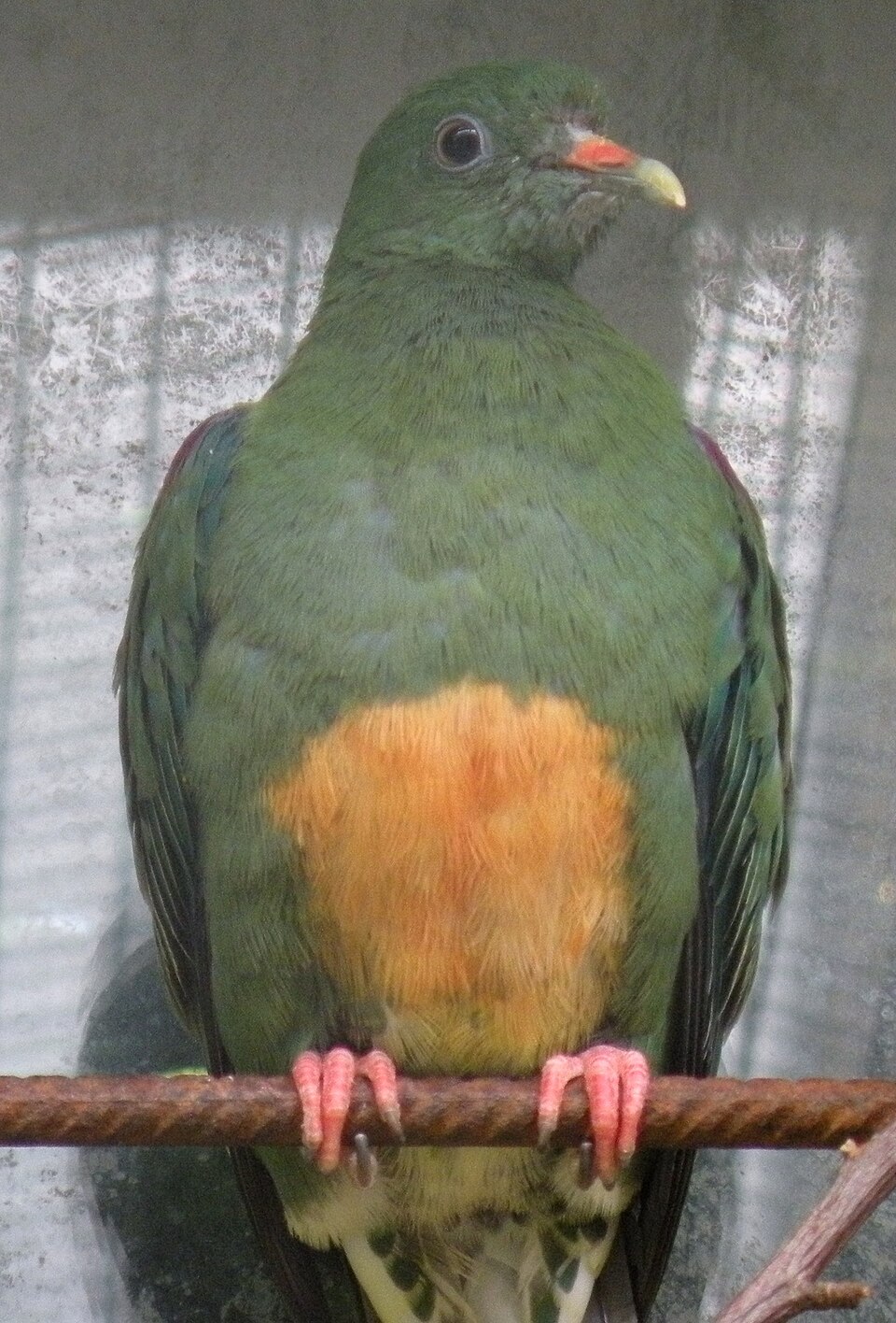 Orange-bellied Fruit Dove