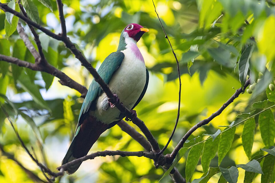 Jambu Fruit Dove