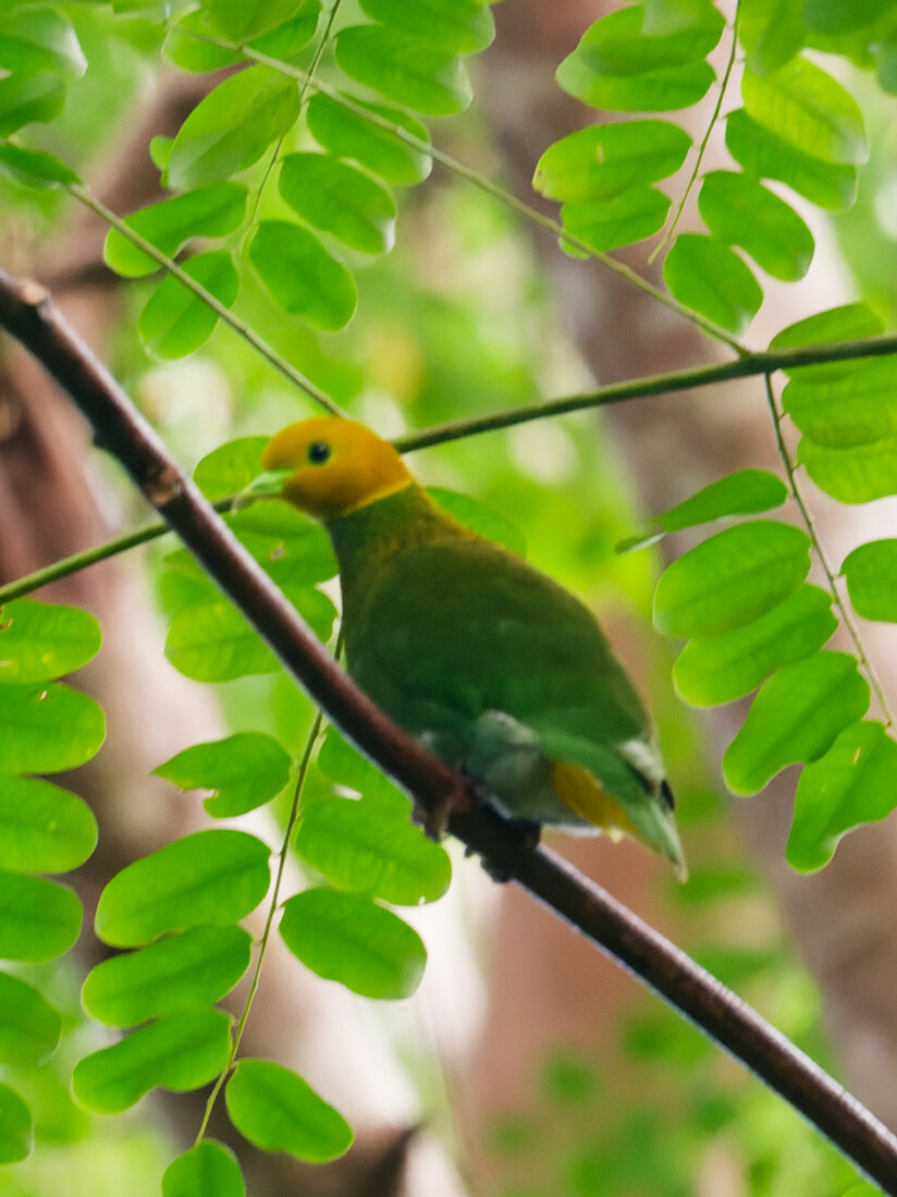Whistling Fruit Dove