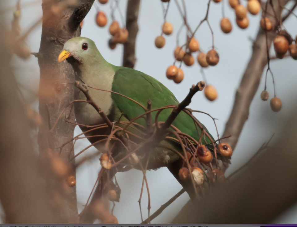 Black-chinned Fruit Dove